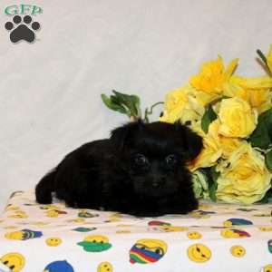 Rose, Shorkie-Poo Puppy